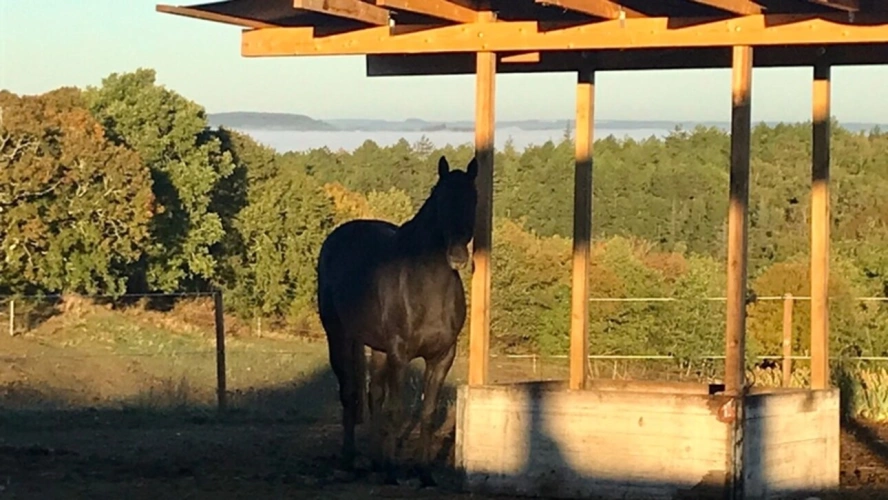 Photos 7 - Equestrian - 360° Panoramic view Estate – Exceptional Equestrian Property in Tournon d’Agenais (47)