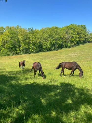 Photos 27 - Equestrian - 360° Panoramic view Estate – Exceptional Equestrian Property in Tournon d’Agenais (47)