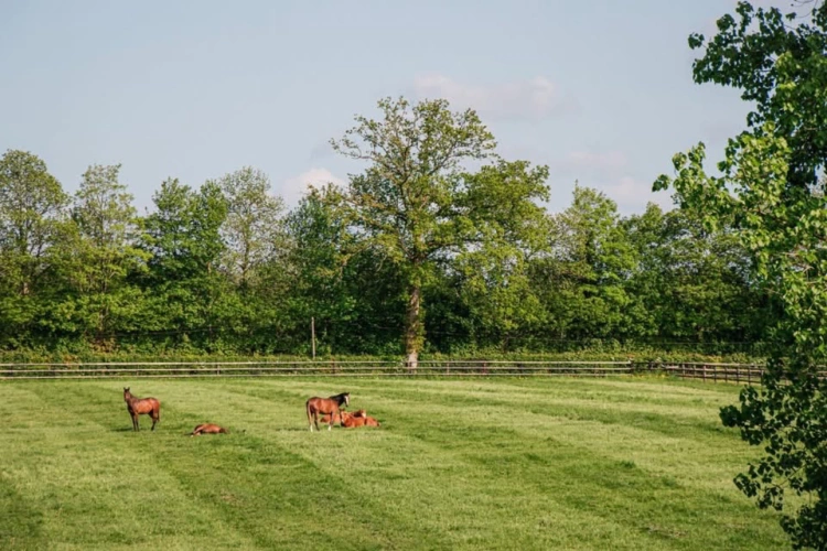 Photos 2 - Équestre - haras d’exception d’environ 67 hectares