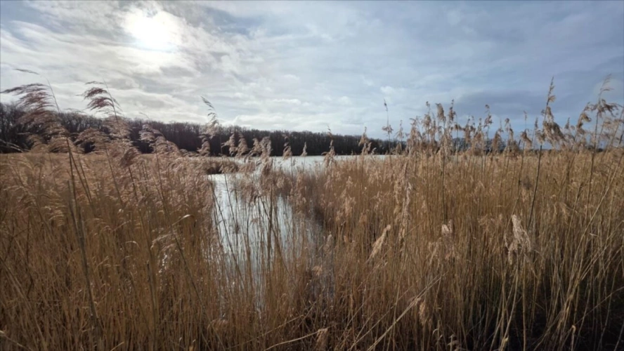 Photos 4 - Forestière - Mezières en Brenne, Etang pour la chasse et la pêche