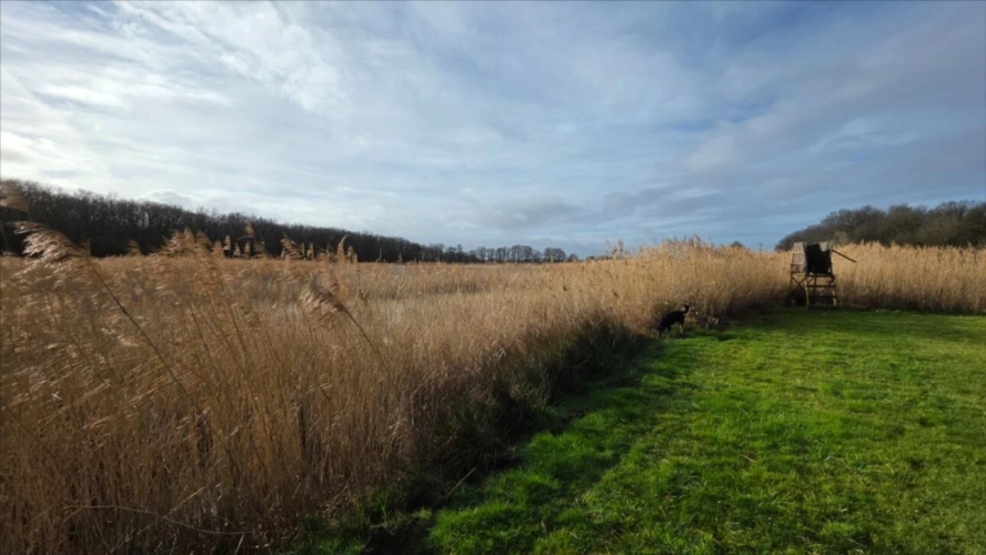 Photos 7 - Forestière - Mezières en Brenne, Etang pour la chasse et la pêche