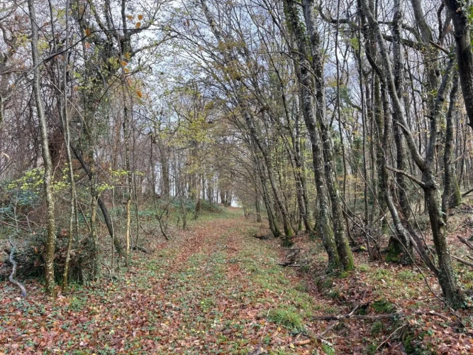 Photos 1 - Forestière - Forêt à très bon potentiel sylvicole et cynégétique