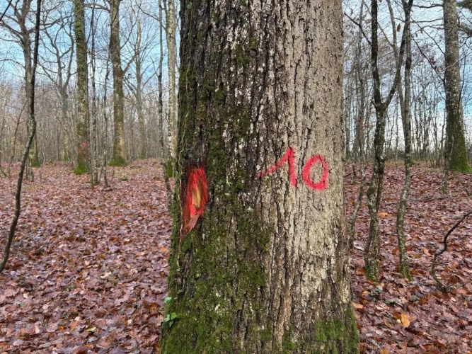 Photos 3 - Forestière - Forêt à très bon potentiel sylvicole et cynégétique