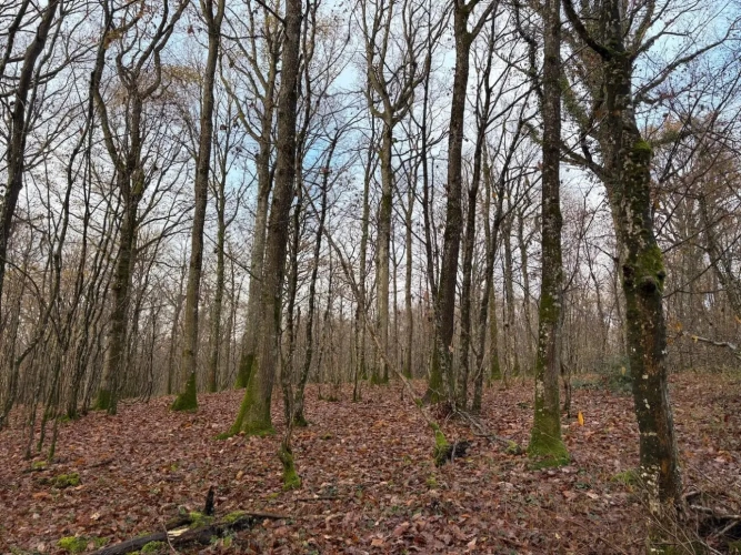 Photos 4 - Forestière - Forêt à très bon potentiel sylvicole et cynégétique