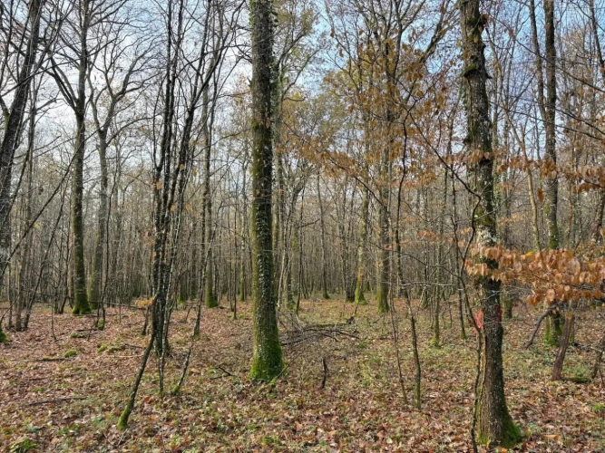 Photos 5 - Forestière - Forêt à très bon potentiel sylvicole et cynégétique