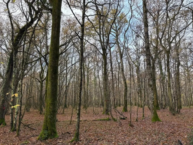 Photos 7 - Forestière - Forêt à très bon potentiel sylvicole et cynégétique