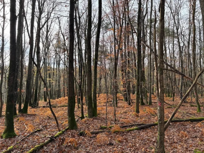 Photos 8 - Forestière - Forêt à très bon potentiel sylvicole et cynégétique