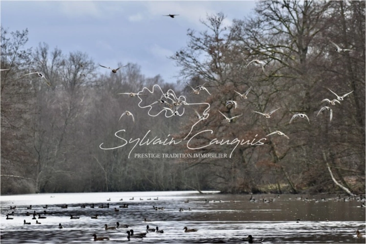 Photos 1 - Forestière - Propriété de Chasse ou d'Agrément de 180 hectares en Sologne