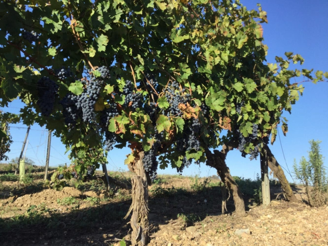 Photos 1 - Viticole - Propriete viticole bio AOP Faugères à vendre  ROQUESSELS (34) 9,8ha de vignes 28ha de landes caves 572m²