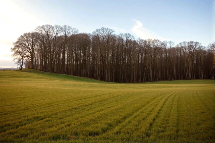 Photos 2 - Forest - Woodland – forest