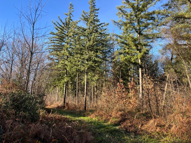 Photos 1 - Forestière - Domaine rural entre Lyon et Genève : 190 ha avec forêts, terres agricoles et étangs