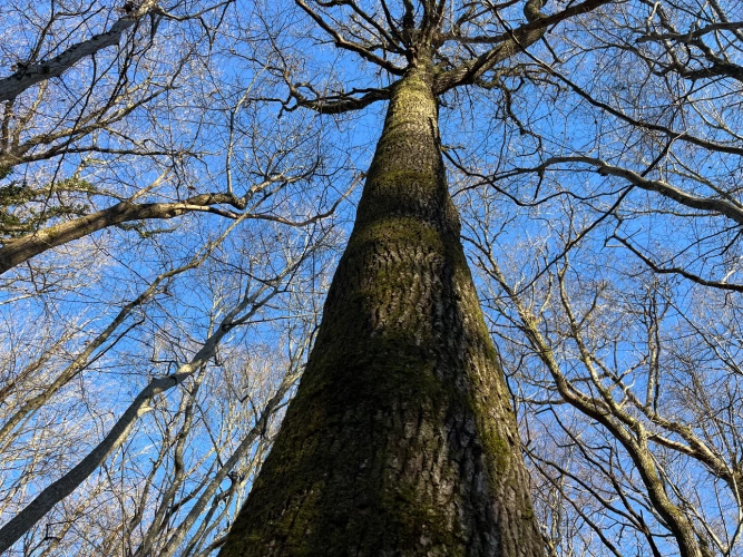 Photos 2 - Forestière - Domaine rural entre Lyon et Genève : 190 ha avec forêts, terres agricoles et étangs