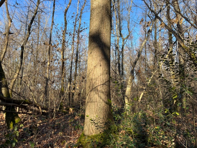 Photos 3 - Forestière - Domaine rural entre Lyon et Genève : 190 ha avec forêts, terres agricoles et étangs