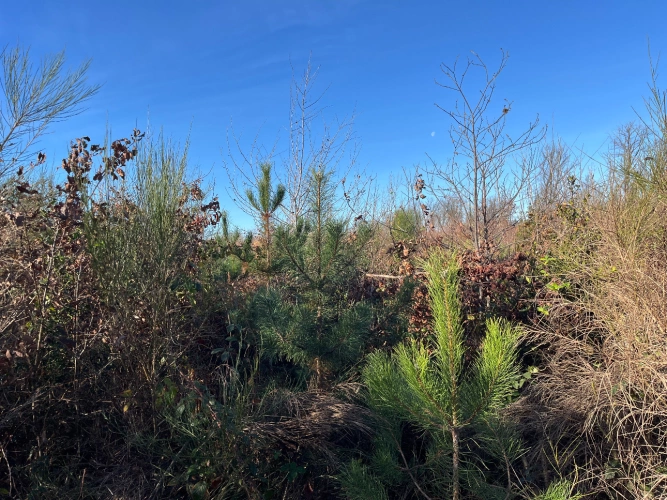 Photos 6 - Forestière - Domaine rural entre Lyon et Genève : 190 ha avec forêts, terres agricoles et étangs