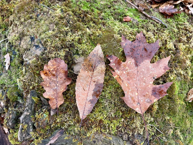 Photos 9 - Forestière - Domaine rural entre Lyon et Genève : 190 ha avec forêts, terres agricoles et étangs
