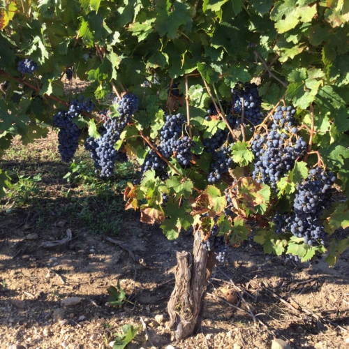 Photos 13 - Viticole - Propriete viticole bio AOP Faugères à vendre  ROQUESSELS (34) 9,8ha de vignes 28ha de landes caves 572m²