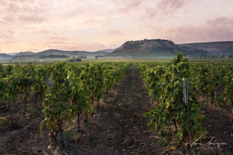 Photos 1 - Viticole - Propriete viticole bio AOP Faugères à vendre  ROQUESSELS (34) 9,8ha de vignes 28ha de landes caves 572m²