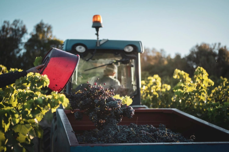 Photos 2 - Viticole - Propriete viticole bio AOP Faugères à vendre  ROQUESSELS (34) 9,8ha de vignes 28ha de landes caves 572m²