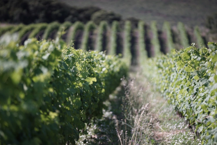 Photos 5 - Viticole - Propriete viticole bio AOP Faugères à vendre  ROQUESSELS (34) 9,8ha de vignes 28ha de landes caves 572m²