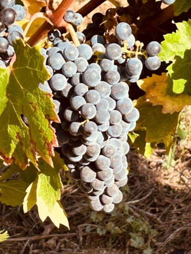 Photos 7 - Viticole - Propriete viticole bio AOP Faugères à vendre  ROQUESSELS (34) 9,8ha de vignes 28ha de landes caves 572m²