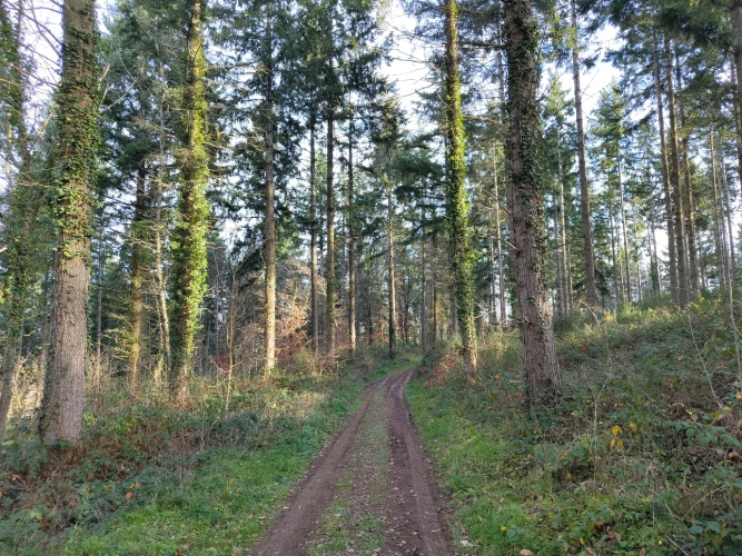 Photos 1 - Forestière - Massif forestier productif aux portes de Clermont-Ferrand — Douglas et peuplements diversifiés