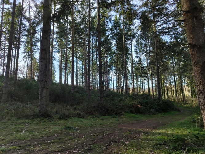 Photos 2 - Forestière - Massif forestier productif aux portes de Clermont-Ferrand — Douglas et peuplements diversifiés