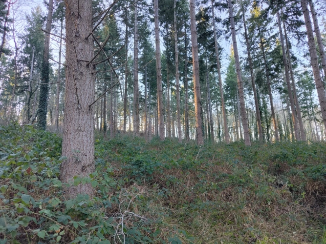 Photos 3 - Forestière - Massif forestier productif aux portes de Clermont-Ferrand — Douglas et peuplements diversifiés