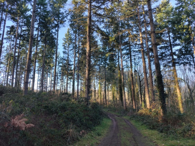 Photos 4 - Forestière - Massif forestier productif aux portes de Clermont-Ferrand — Douglas et peuplements diversifiés