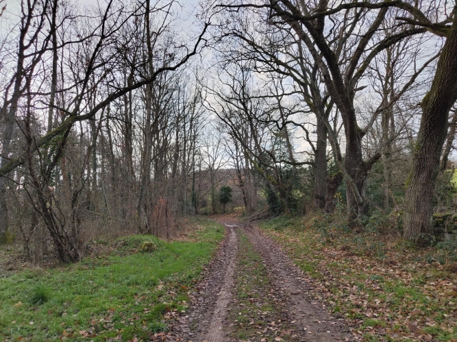 Photos 6 - Forestière - Massif forestier productif aux portes de Clermont-Ferrand — Douglas et peuplements diversifiés