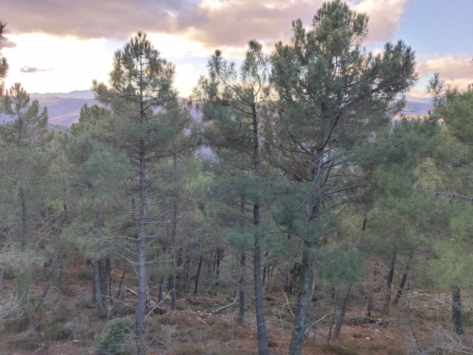 Photos 2 - Forestière - Propriété de 19 ha au cœur du Parc national des Cévennes (48)