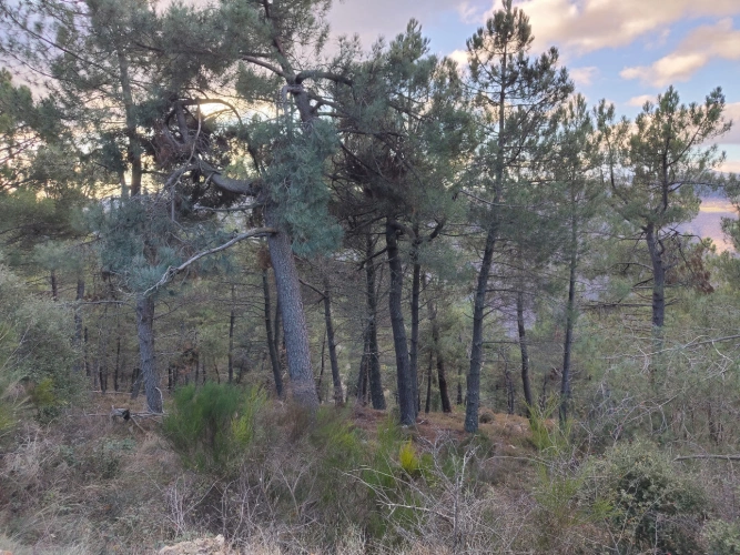 Photos 3 - Forestière - Propriété de 19 ha au cœur du Parc national des Cévennes (48)