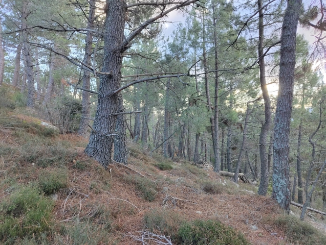 Photos 4 - Forestière - Propriété de 19 ha au cœur du Parc national des Cévennes (48)