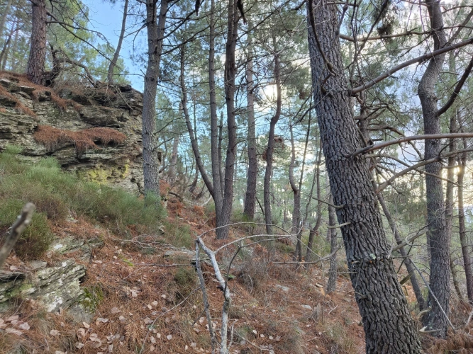 Photos 5 - Forestière - Propriété de 19 ha au cœur du Parc national des Cévennes (48)