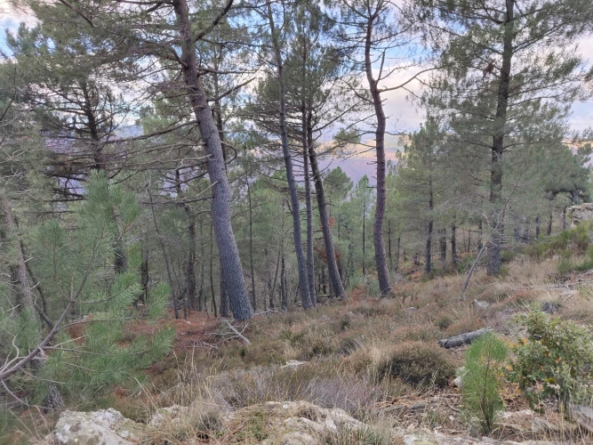 Photos 6 - Forestière - Propriété de 19 ha au cœur du Parc national des Cévennes (48)