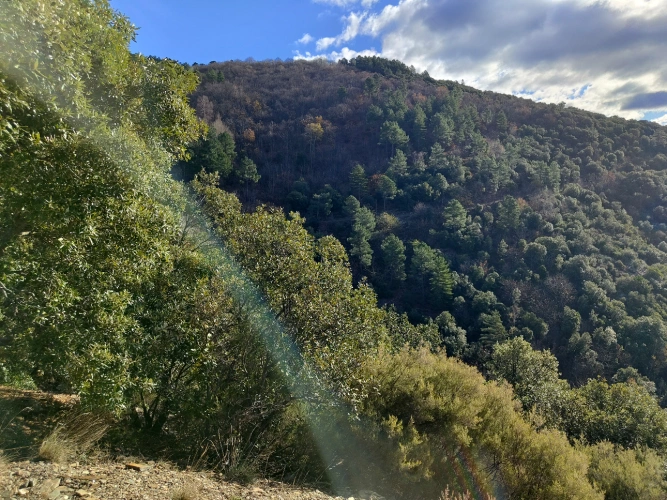 Photos 7 - Forestière - Propriété de 19 ha au cœur du Parc national des Cévennes (48)