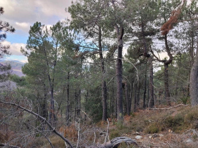 Photos 10 - Forestière - Propriété de 19 ha au cœur du Parc national des Cévennes (48)