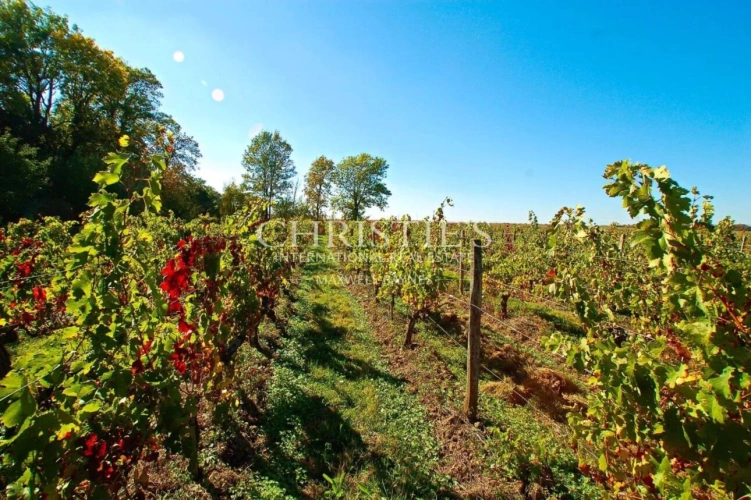 Photos 11 - Touristique - Domaine viticole d'agrément de charme avec vue sur la Dordogne
