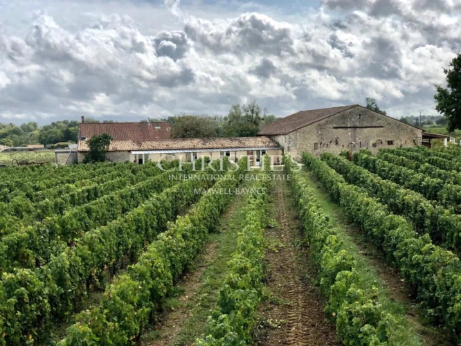 Photos 2 - Viticole - Propriété viticole d'agrément - Œnotourisme - proche Bordeaux