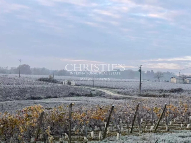 Photos 3 - Viticole - Propriété viticole d'agrément - Œnotourisme - proche Bordeaux