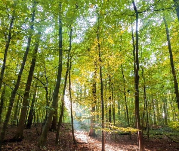 Photos 1 - Forestière - Parcelle de bois CEAUCE (61)