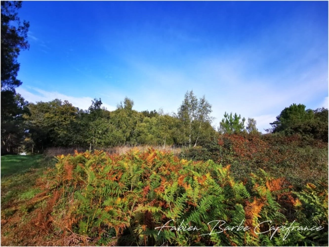 Photos 1 - Agricole - À vendre – Terrain de 20 000 m² avec bois, prairie et arbres fruitiers GUER (56)