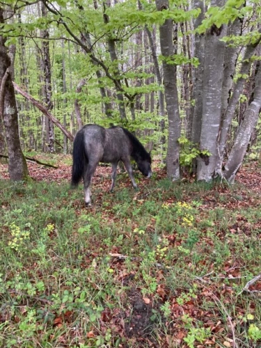 Photos 4 - Rural - Estate