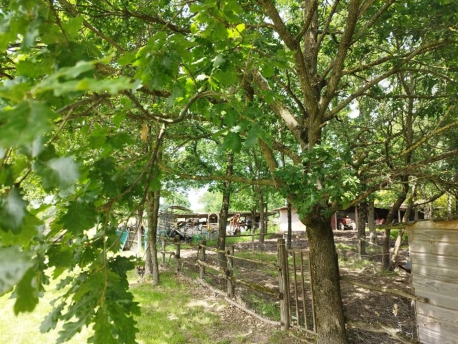 Photos 15 - Equestrian - Property