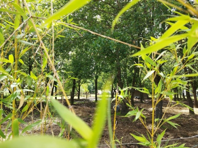 Photos 18 - Equestrian - Property