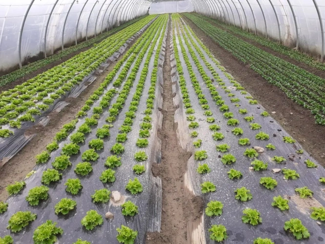 Photos 2 - Agricole - Belle exploitation maraichère très bien située