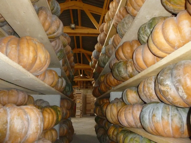 Photos 6 - Agricole - Belle exploitation maraichère très bien située