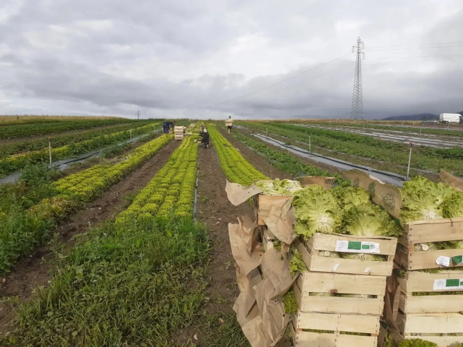 Photos 7 - Agricole - Belle exploitation maraichère très bien située