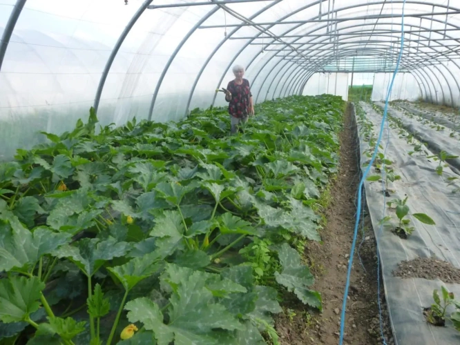 Photos 8 - Agricole - Belle exploitation maraichère très bien située