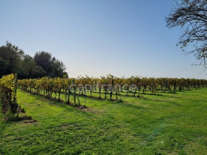 Photos 8 - Agricole - Propriété viticole et touristique de 9,39 hectares - Opportunité à saisir - Vanzac (17)