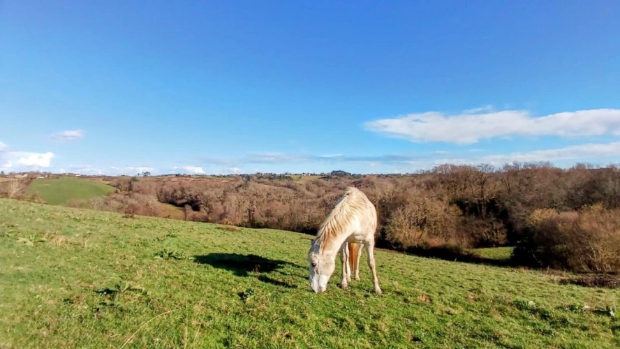 Photos 13 - Rurale - Maison